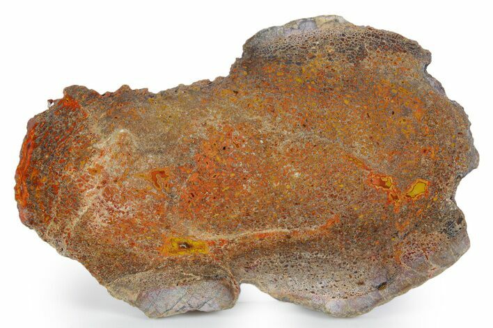 Polished Dinosaur Bone (Gembone) Slab - New Mexico #348880